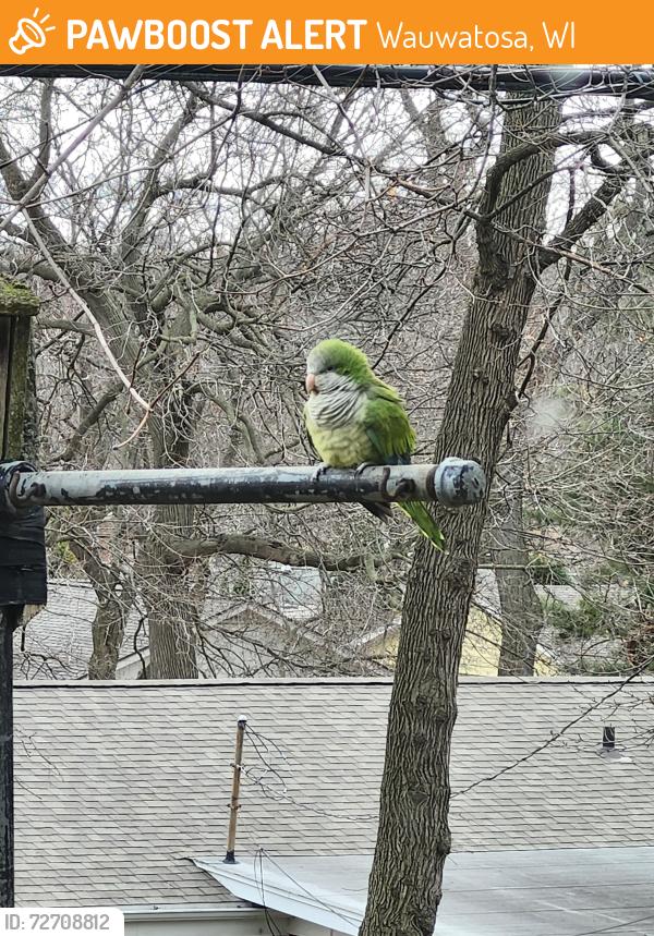 Found/Stray Unknown Bird last seen Neighborhood, Wauwatosa, WI 53226