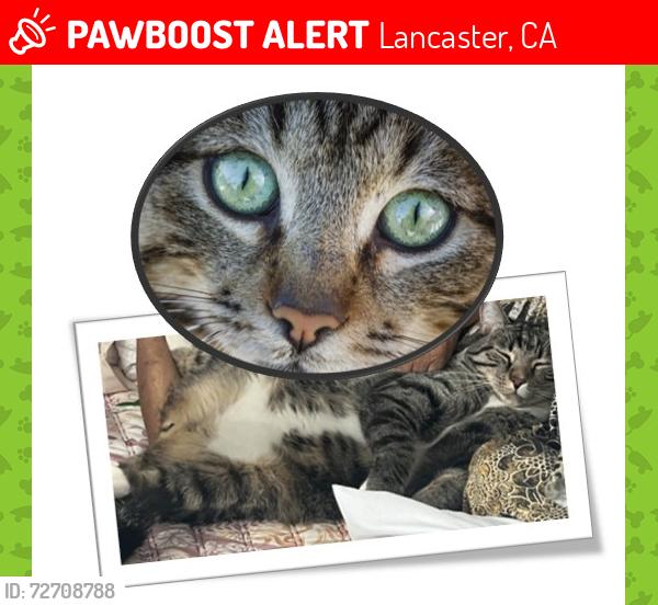 Lost Male Cat last seen W Ave J4 & 27th St  (Close: Walmart Supercenter/Valley Central Shopping Center), Lancaster, CA 93536