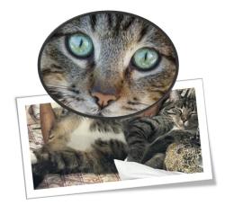 Lost Male Cat last seen W Ave J4 & 27th St  (Close: Walmart Supercenter/Valley Central Shopping Center), Lancaster, CA 93536