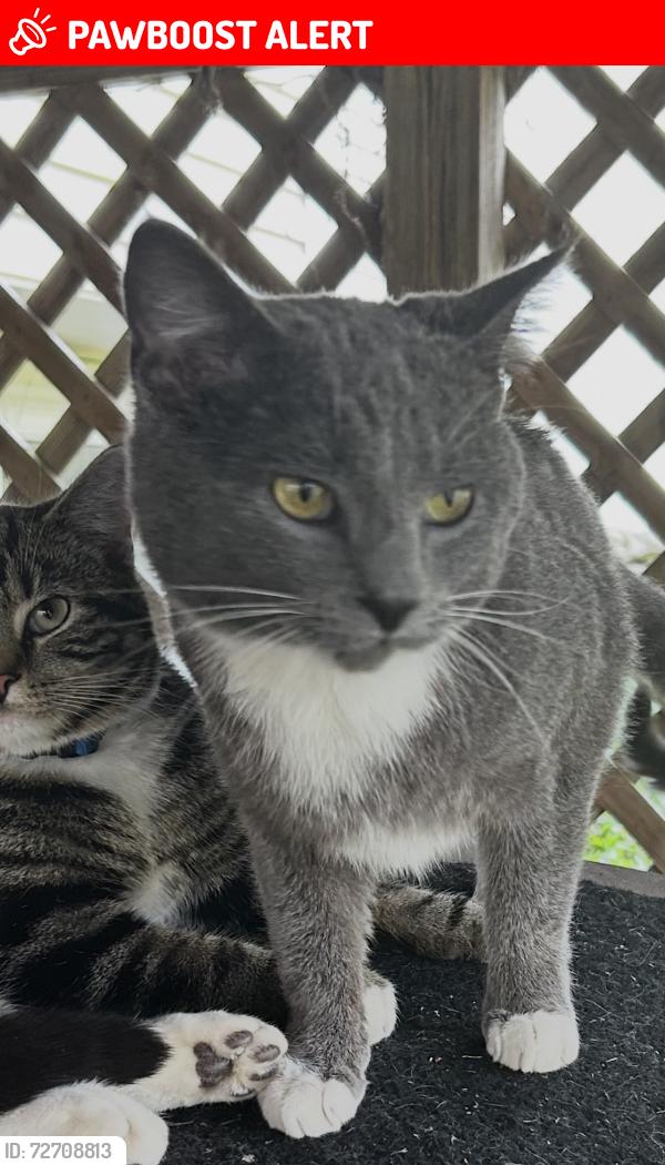 Lost Male Cat last seen Hwy 96 and Les Waggoner, Williamson County, TN 37046