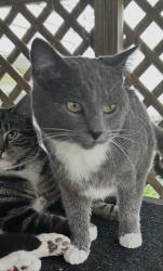 Lost Male Cat last seen Hwy 96 and Les Waggoner, Williamson County, TN 37046