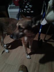 Found/Stray Female Dog last seen Highway 59 MB by Jack in The box highway 59 and v Street by Jack in The box, Merced, CA 95341