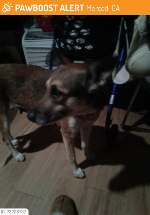 Found/Stray Female Dog last seen Highway 59 MB by Jack in The box highway 59 and v Street by Jack in The box, Merced, CA 95341