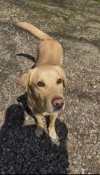 Found/Stray Male Dog last seen Walnut grove farm, Spartanburg County, SC 29376