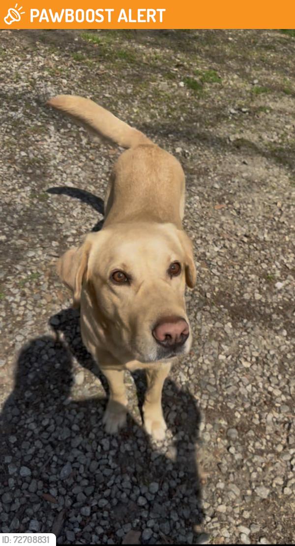 Found/Stray Male Dog last seen Walnut grove farm, Spartanburg County, SC 29376