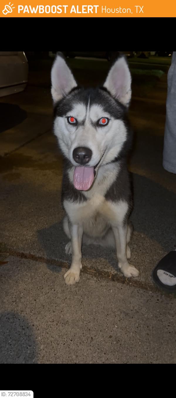 Found/Stray Female Dog last seen Canaan Bridge Dr and Bryant Pond Dr , Houston, TX 77041