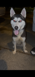 Found/Stray Female Dog last seen Canaan Bridge Dr and Bryant Pond Dr , Houston, TX 77041