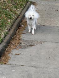 Lost Male Dog last seen W McKinney st, Houston, TX 77019