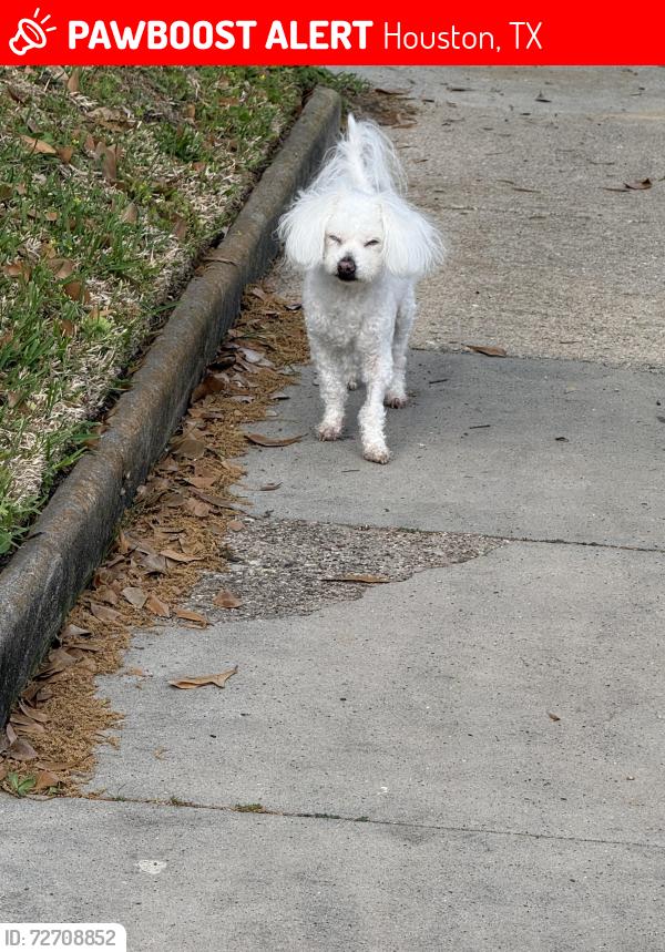 Lost Male Dog last seen W McKinney st, Houston, TX 77019