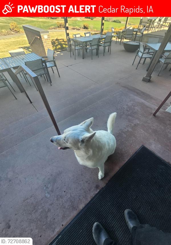 Lost Male Dog last seen Elmcrest country club , Cedar Rapids, IA 52402