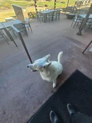 Lost Male Dog last seen Elmcrest country club , Cedar Rapids, IA 52402