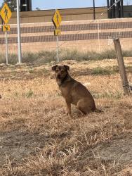 Found/Stray Unknown Dog last seen Berryessa parking building, San Jose, CA 95133