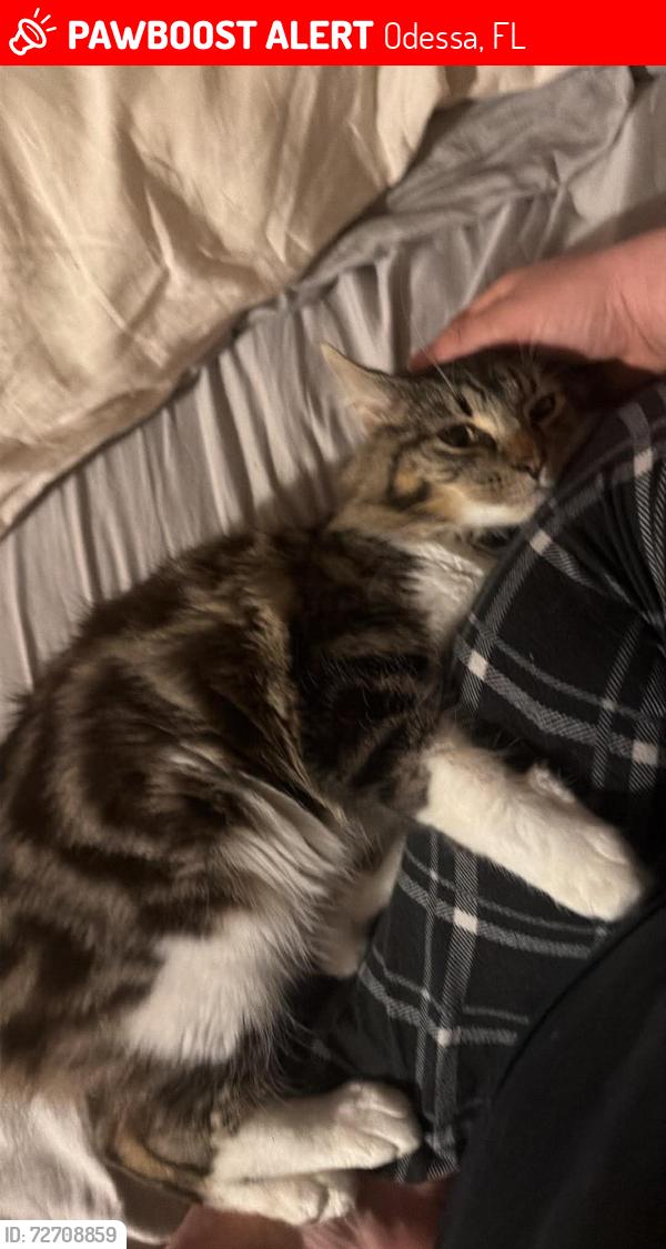 Lost Male Cat last seen Still wood Dr , Odessa, FL 33556