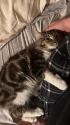 Lost Male Cat last seen Still wood Dr , Odessa, FL 33556