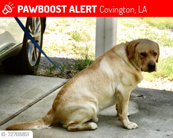 Lost Male Dog last seen HWY 1084 & Military Road, Covington, LA 70435, Covington, LA 70435
