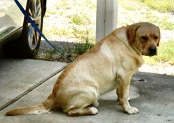 Lost Male Dog last seen HWY 1084 & Military Road, Covington, LA 70435, Covington, LA 70435