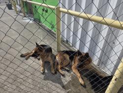 Found/Stray Unknown Dog last seen Old couch potato , Austin, TX 78753