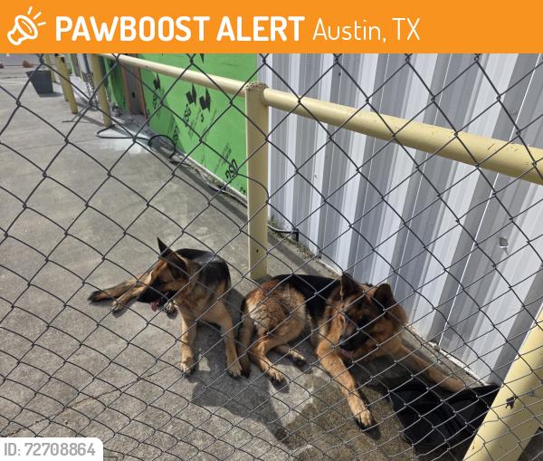 Found/Stray Unknown Dog last seen Old couch potato , Austin, TX 78753