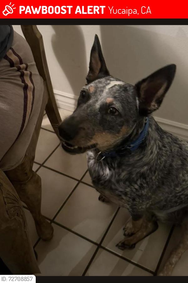 Lost Male Dog last seen Bryant & Ave H , Yucaipa, CA 92399