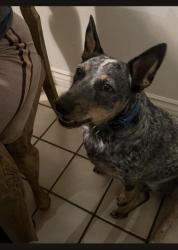 Lost Male Dog last seen Bryant & Ave H , Yucaipa, CA 92399