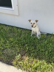 Found/Stray Unknown Dog last seen Quince ave, McAllen, TX 78501