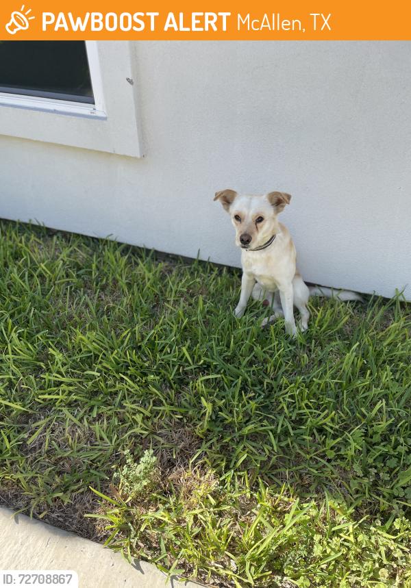 Found/Stray Unknown Dog last seen Quince ave, McAllen, TX 78501