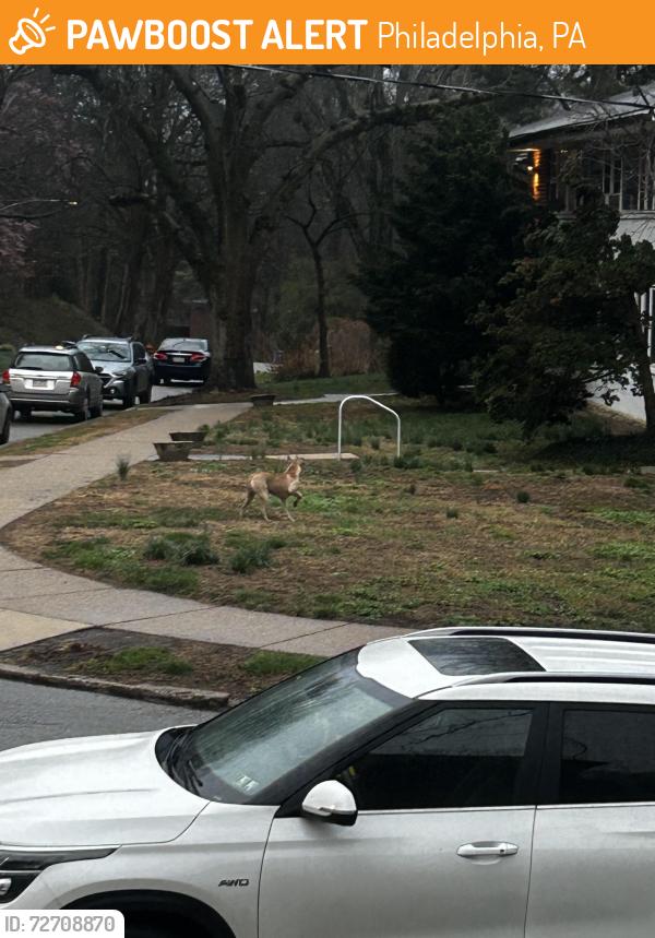 Found/Stray Male Dog last seen Mccallum Street and Mermaid Lane, Philadelphia, PA 19118