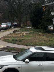 Found/Stray Male Dog last seen Mccallum Street and Mermaid Lane, Philadelphia, PA 19118