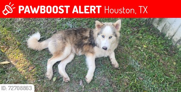 Lost Male Dog last seen Herman Brown Park near Oates Rd and Mercury Dr., Houston, TX 77013
