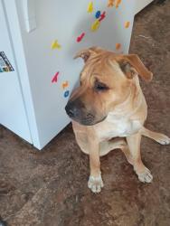 Found/Stray Male Dog last seen Lincoln and Grove , Wichita, KS 67211