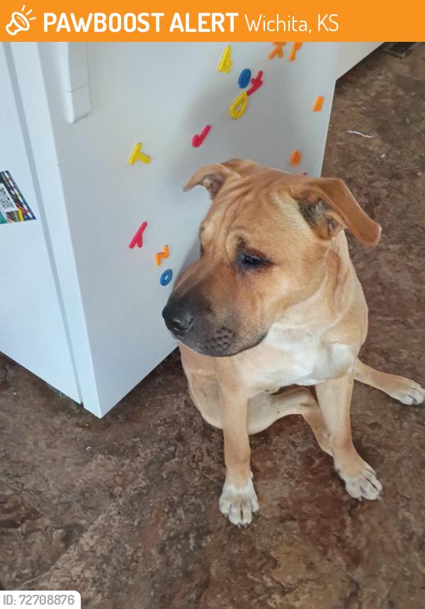 Found/Stray Male Dog last seen Lincoln and Grove , Wichita, KS 67211