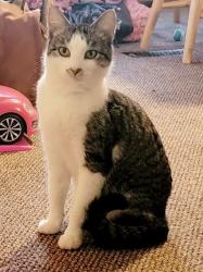 Lost Female Cat last seen Country club and w san Angelo , Gilbert, AZ 85233