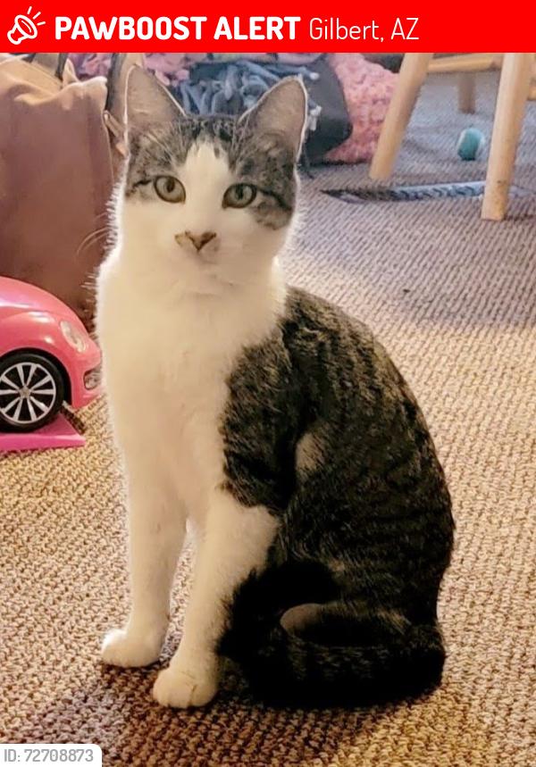 Lost Female Cat last seen Country club and w san Angelo , Gilbert, AZ 85233