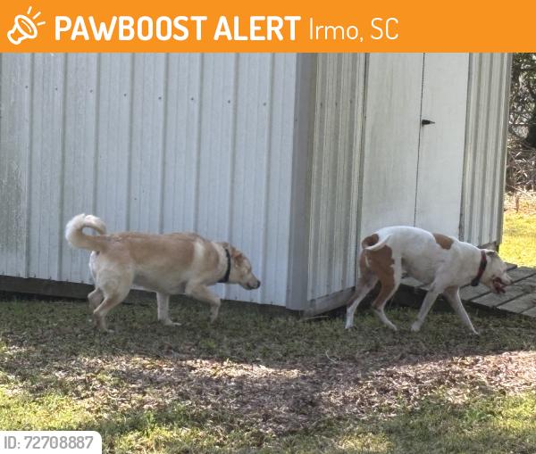 Found/Stray Unknown Dog last seen Ballentine Cove, Irmo, SC 29063