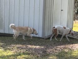 Found/Stray Unknown Dog last seen Ballentine Cove, Irmo, SC 29063