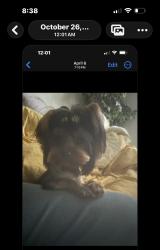 Lost Male Dog last seen Near Gratton , Memphis, TN 38119