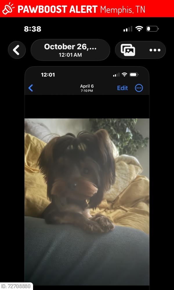 Lost Male Dog last seen Near Gratton , Memphis, TN 38119