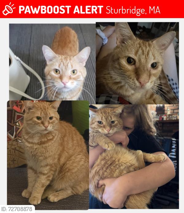 Lost Male Cat last seen river road in sturbridge, Sturbridge, MA 01566