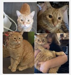 Lost Male Cat last seen river road in sturbridge, Sturbridge, MA 01566