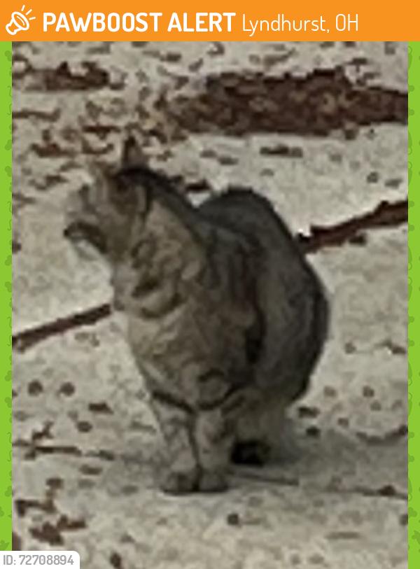 Found/Stray Unknown Cat last seen Spencer Road, Lyndhurst, OH 44124