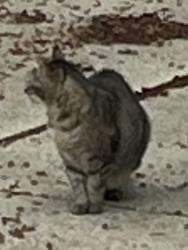 Found/Stray Unknown Cat last seen Spencer Road, Lyndhurst, OH 44124