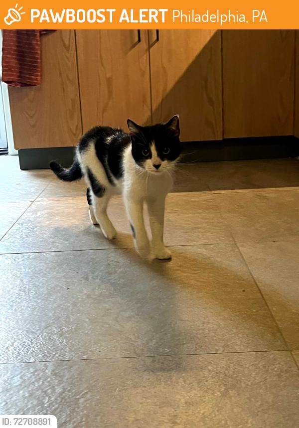 Found/Stray Unknown Cat last seen 30th and Cambridge St, Philadelphia, PA 19130, Philadelphia, PA 19130