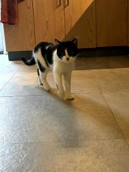 Found/Stray Unknown Cat last seen 30th and Cambridge St, Philadelphia, PA 19130, Philadelphia, PA 19130