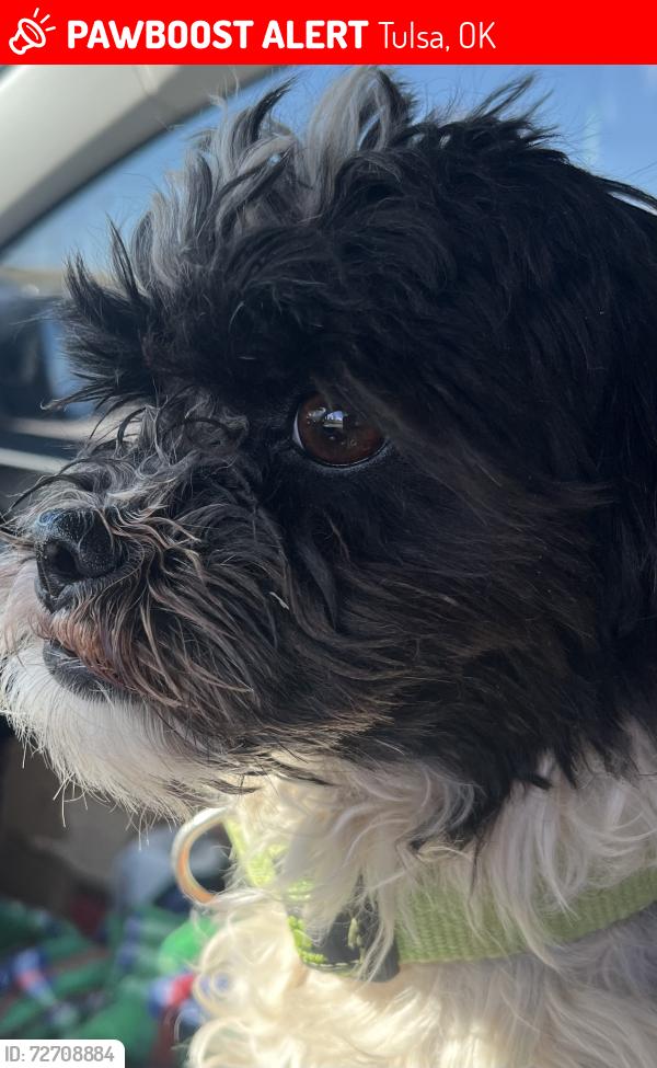 Lost Male Dog last seen Near Northwest Expressway & Tulsa, Tulsa, OK 74103
