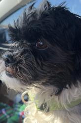 Lost Male Dog last seen Near Northwest Expressway & Tulsa, Tulsa, OK 74103
