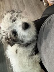 Found/Stray Female Dog last seen Katelin Circle in Leesburg, Leesburg, FL 34748