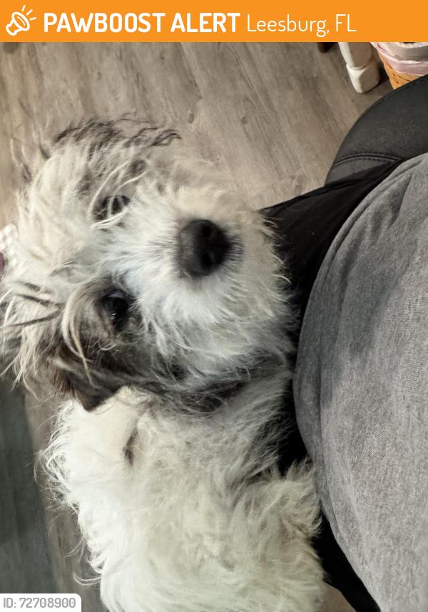 Found/Stray Female Dog last seen Katelin Circle in Leesburg, Leesburg, FL 34748