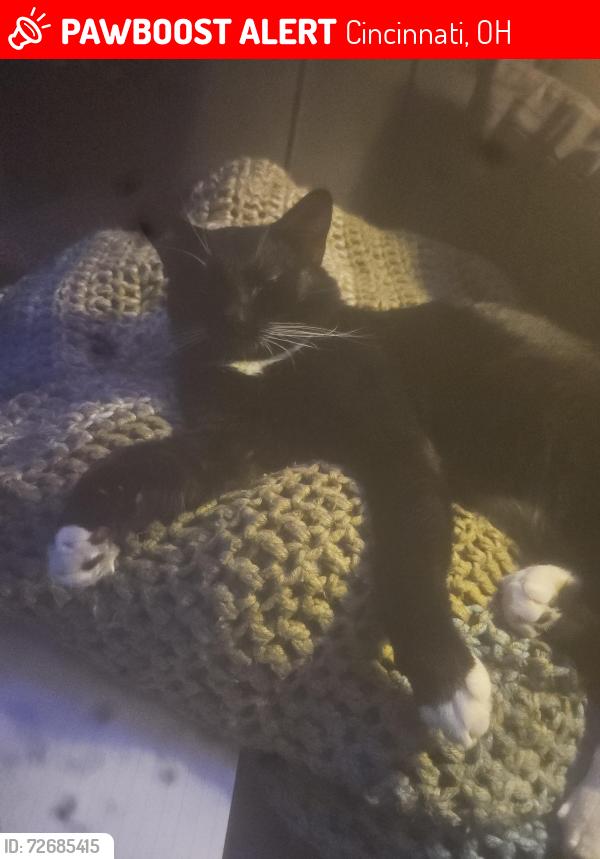 Lost Male Cat last seen Faber Ave and Harrison or Westwood location, Cincinnati, OH 45211