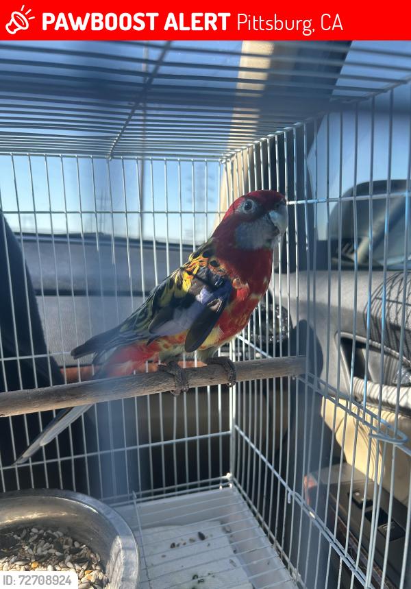 Lost Female Bird last seen Near Ramona street Pittsburg tree nearest, Pittsburg, CA 94565