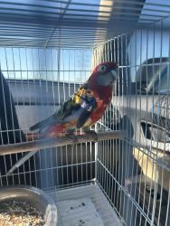 Lost Female Bird last seen Near Ramona street Pittsburg tree nearest, Pittsburg, CA 94565